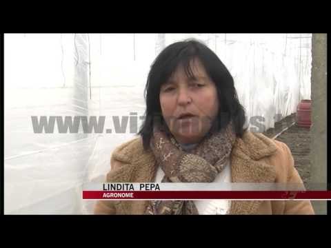 Dëmtohen serat me domate në Fier - News, Lajme - Vizion Plus