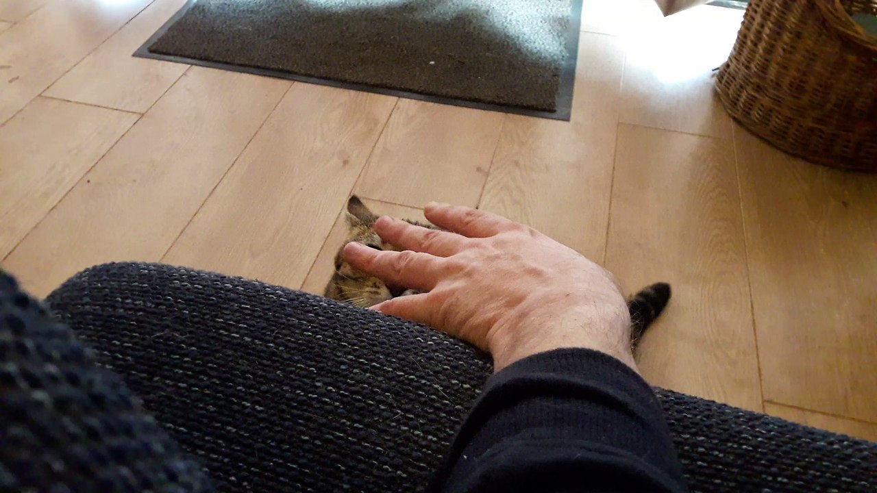 Cat Roughhousing
