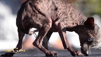 Enigma - Sezoni 5 / Episodi 5: Origjina e qenve - Observatori Kokino - Historia e varrit të Ashikut