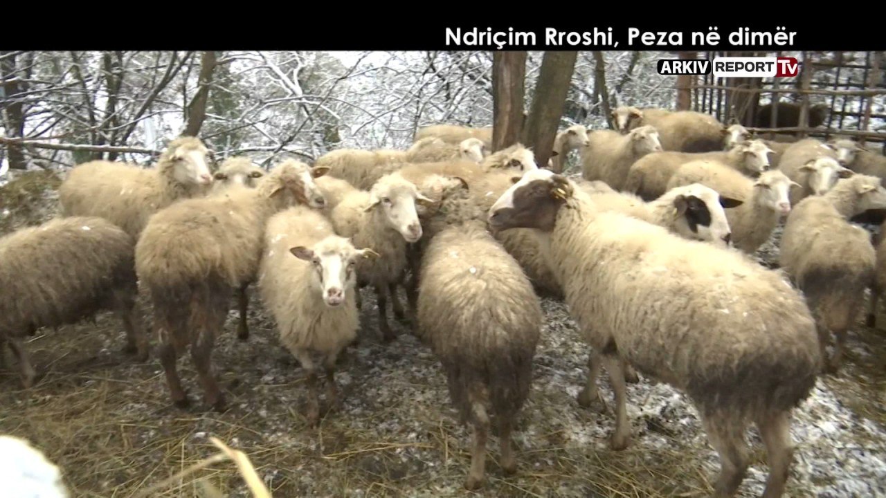Report TV - Veri - Jug, Ndriçim Rroshi, Peza në dimër nga Agim Pipa