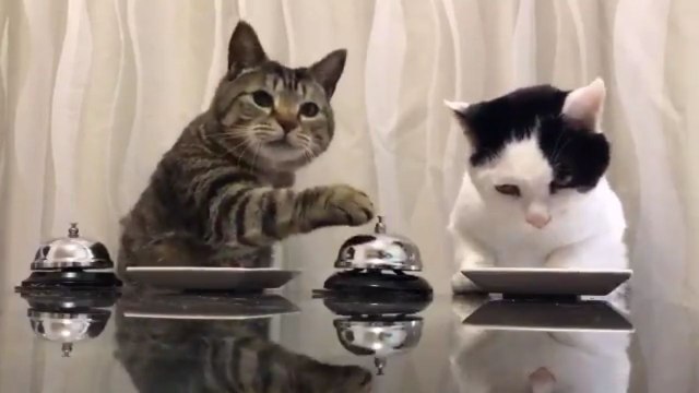 Deux chats sonnent pour avoir des croquettes
