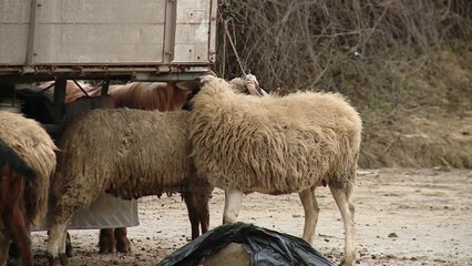 Tải video: Kontrolli ushqimor; Task forcë për thertoret e mishit - Top Channel Albania - News - Lajme