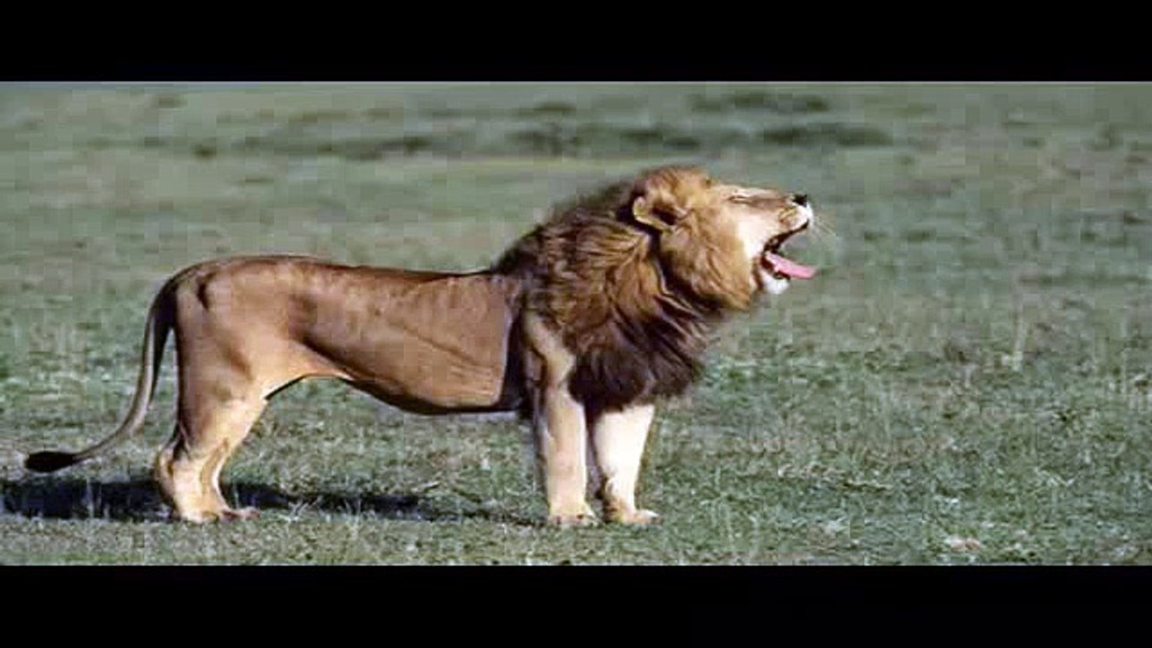 LION! WHY THE FUCK YOU LYING