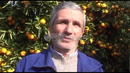 Ora News – Lushnje, ngrica dëmton agrumet, fermerët presin dhjetëra pemë portokalle