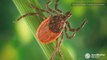 Tick season: Beware of these different types of ticks