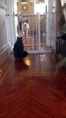 Dog Playing with Cat Who Isn't Having It