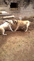 akbaş ve malaklı 2de dişi