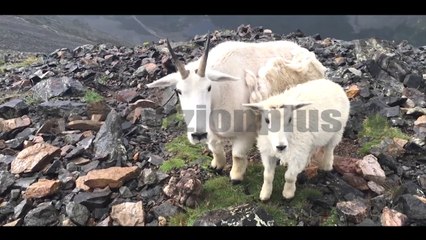 Next - Crazy - Çmenduritë e ditës - 25 Janar 2017 - Show - Vizion Plus