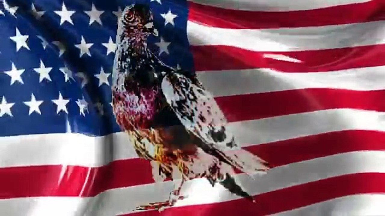 Carrier Pigeon Advertisement