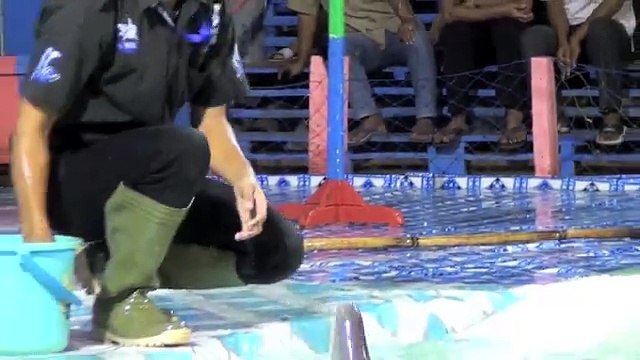 Xót lòng sự thật tàn khốc sau màn biểu diễn của những chú cá heo