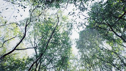 イ・ミンホ－[innisfree] NEWフォレスト・フォアマン X イ・ミンホ "私は森の中に行きます”－日本語字幕"