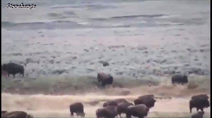 Bison vs Grizzly Bear - Wild Animal Interaction
