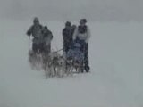 Husky: dogsledding: kicksled & skijoring