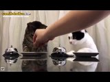 Sabırsız Otel Müşterisi Gibi Zile Abana Abana Mama İsteyen Kediler