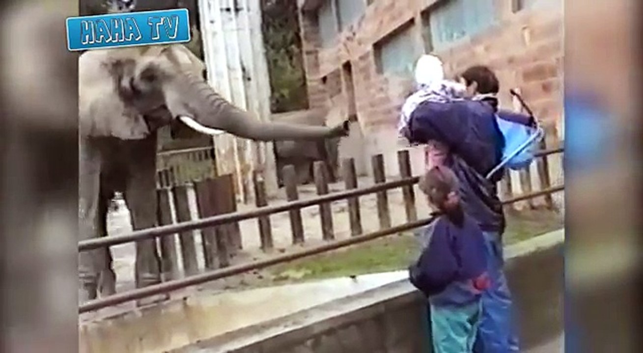 Funny Animal Videos Compilation 2014