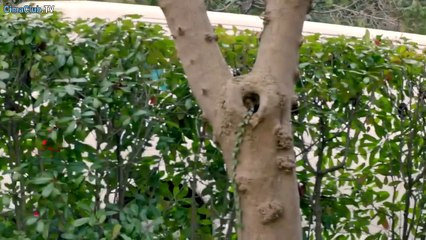 مسلسل فيي الحلقة 2 القسم 1 مترجمة للعربية