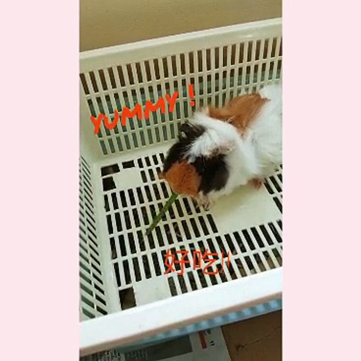 guinea pig