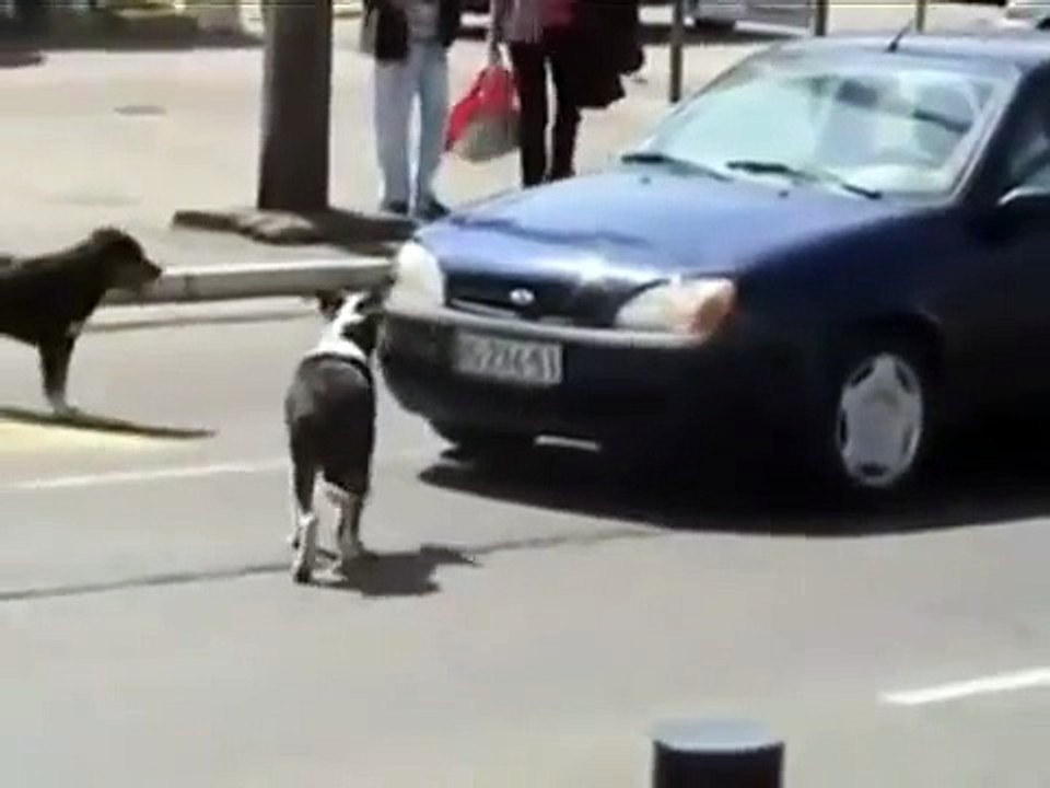 Buzinando, homem ameaça atropelar cães. Mas então…ele tem EXATAMENTE o que merece!
