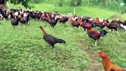 Feeding in Chicken Farm Video Clips