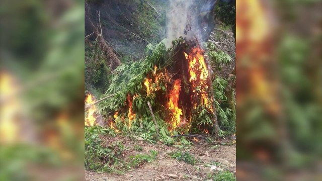 KAPOT E TRAFIKUT TE DROGES NE TEPELENE, DY SHEFAT E POLICISE TE ARRESTUAR ISHIN TE LIDHUR ME ELTON Ç