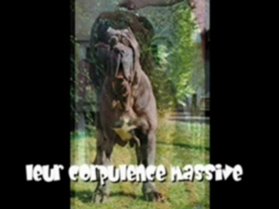 Les Chiens Dangereux pour l'homme?