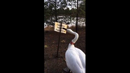 A croire que ce cygne sait lire... Ahaha