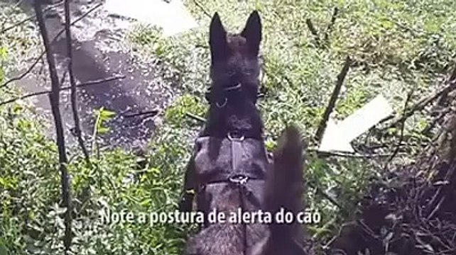 Ce chien policier renifleur va tenter de tracer et retrouver deux braqueurs !