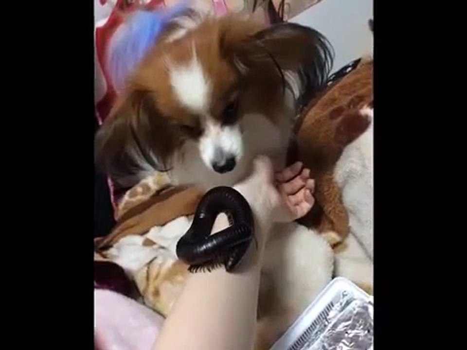 【グロ注意】衝撃！世界でもっとも恐ろしいと言われるパリのデュピュイトラン博物館ってガチでマジキチ…【閲覧注意・衝撃注意】
