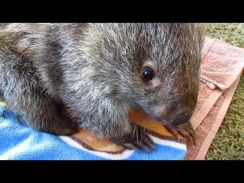 Orphaned Wombat Recovers After Being Attacked and Left for Dead