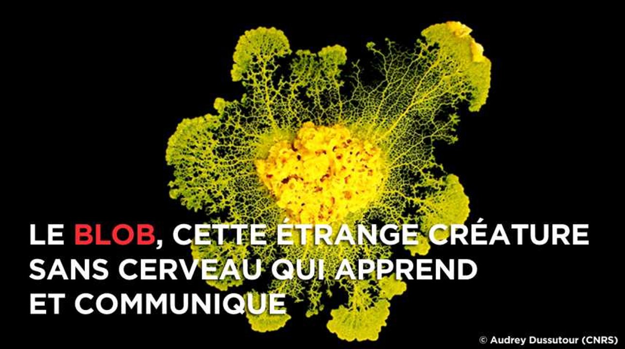 Le blob, la moisissure gluante qui apprend et communique