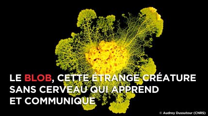 Le blob, la moisissure gluante qui apprend et communique