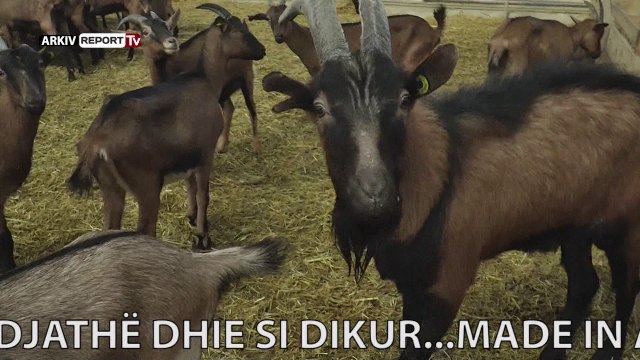 Report TV - Made in Albania në Mamurras, djtathë dhie si dikur