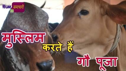 India की ऐसी गौशाला, यहां मुस्लिम करते हैं गौ पूजा |