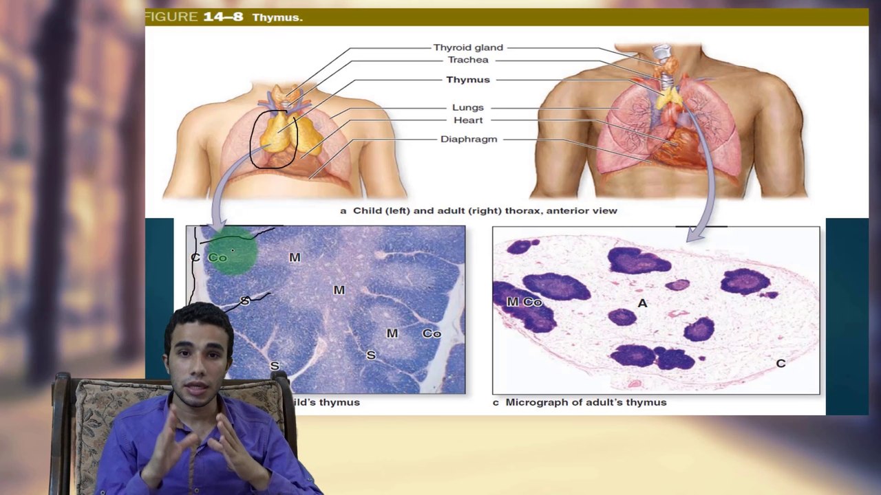 The Thymus (Lymphatic Tissue 4/5)