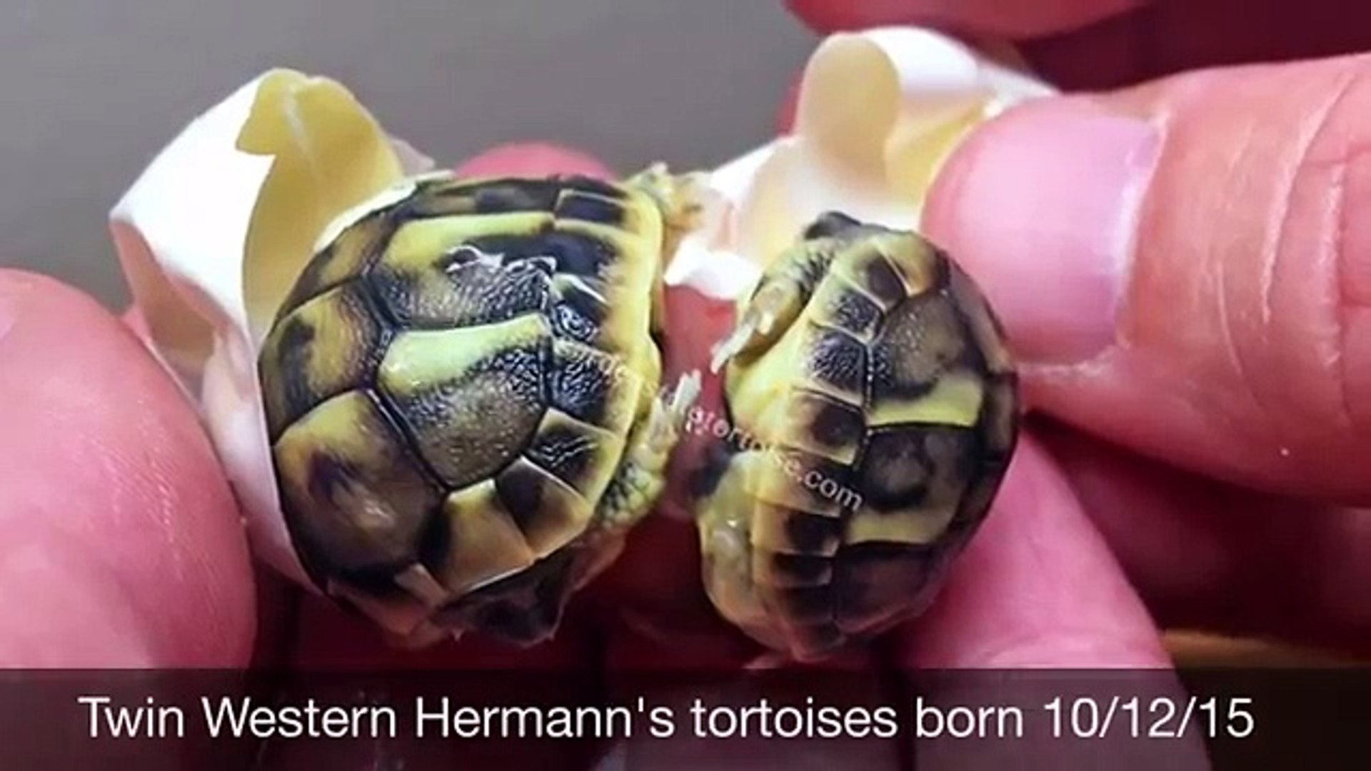 Adorable Cette Tortue Ne Parvenait Pas A Sortir De Son Oeuf Et La Cause Est Vraiment Trop Mignonne Video Dailymotion