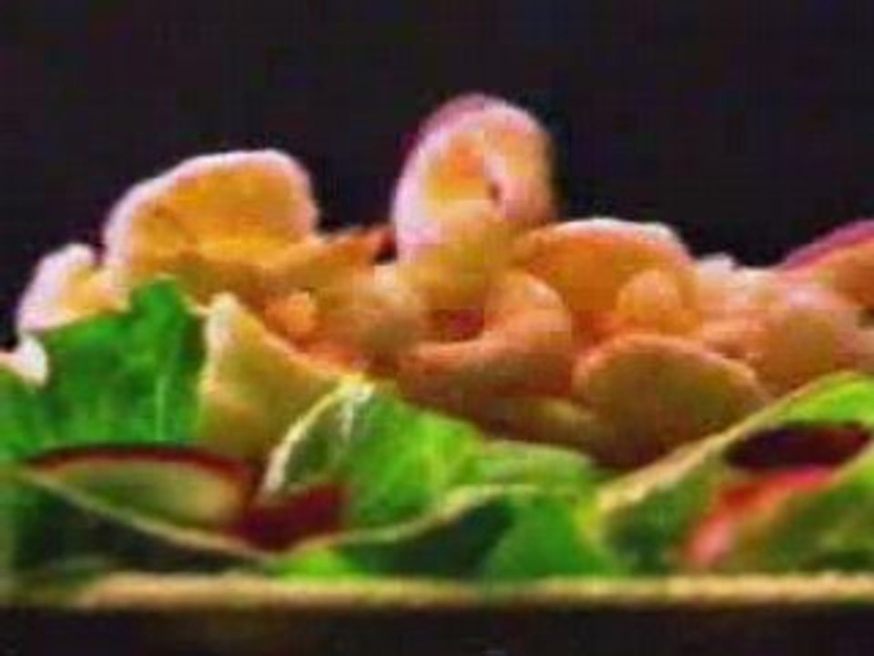 Jack in the Box -- Supreme Salads