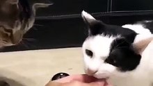 L’une des vidéos les plus virales de la semaine : ces deux chats tapent sur la sonnette pour avoir des croquettes