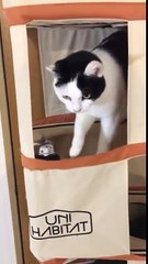 L’une des vidéos les plus virales de la semaine : ces deux chats tapent sur la sonnette pour avoir des croquettes