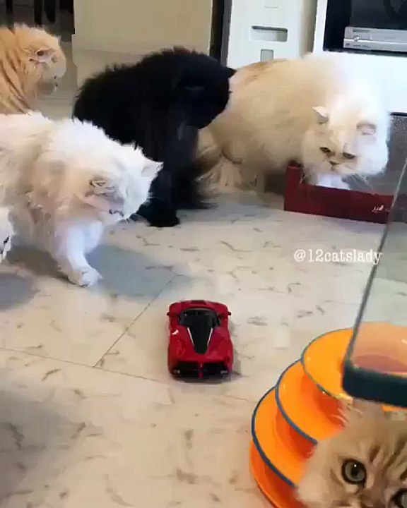 Funny Cats || Fear from toy car||
