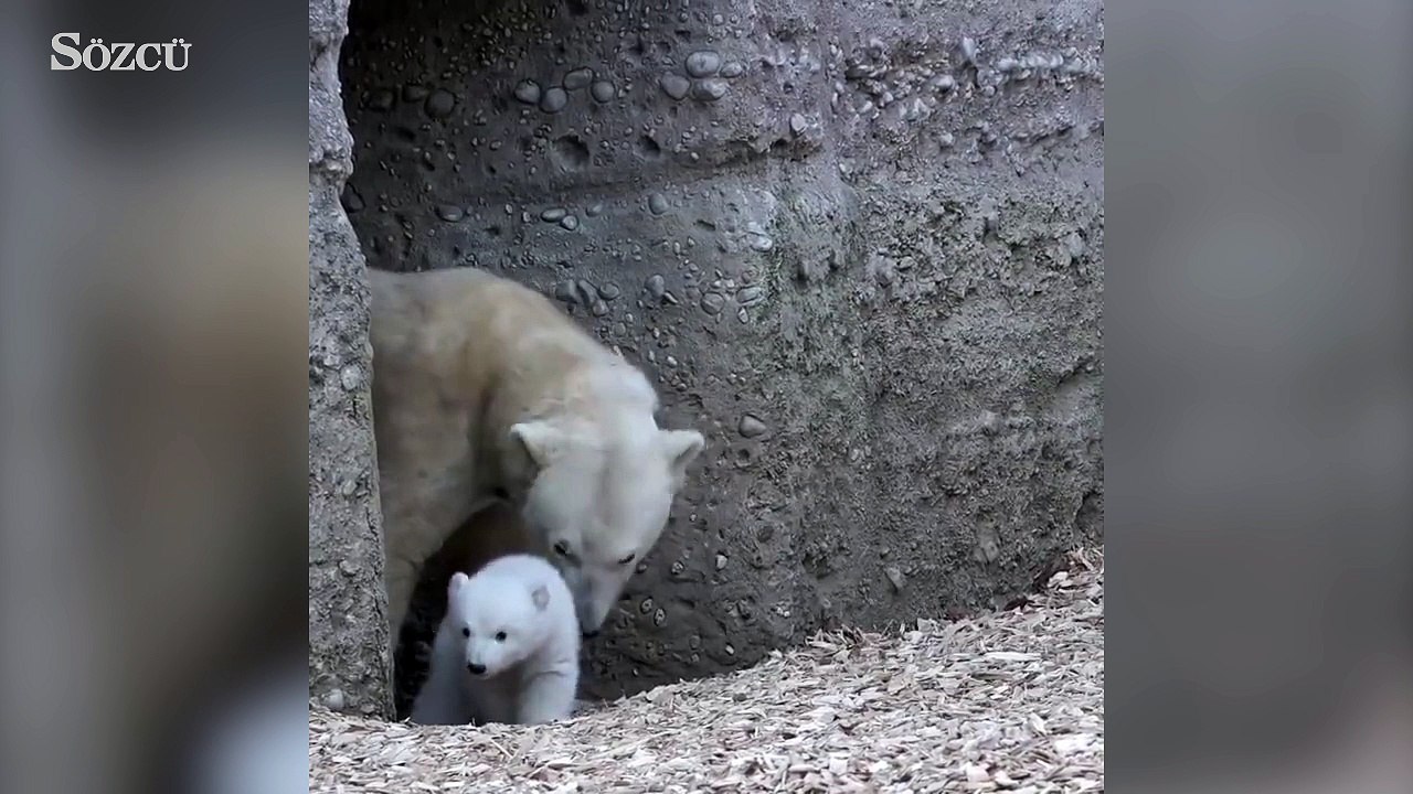 Sevimli kutup ayıları...