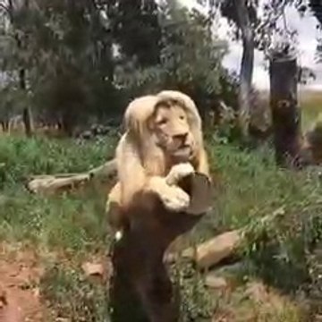 Un brushing façon lion, une coiffure qui peut faire exploser une carrière!