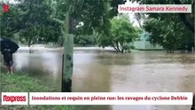 Cyclone : un requin-bouledogue échoue en pleine rue en Australie