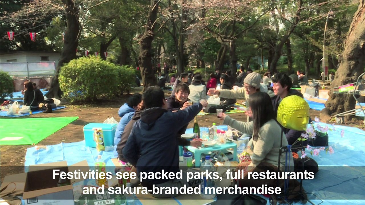 Japan counts down to cherry blossom fever
