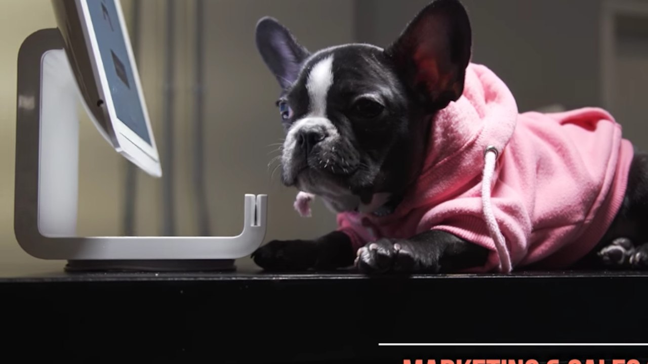 No Humans Allowed Coworking Space for Animals Set to Open