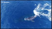 Drone films stunning footage of whales