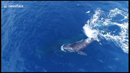 Drone films stunning footage of whales