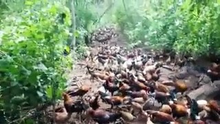 Siapa yang punya ayam sebanyak ini?