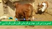 372 || Cow qurbani || 2017 || 2018 || Bakra eid in Pakistan || Cow mandi