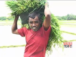 সুনামগঞ্জে টানা বৃষ্টি ও পাহাড়ি ঢলে বিপাকে ধান চাষিরা