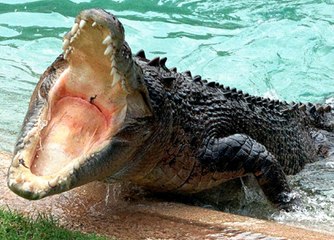 CROCODILO DO NILO ANIMAL MAIS FEROZ